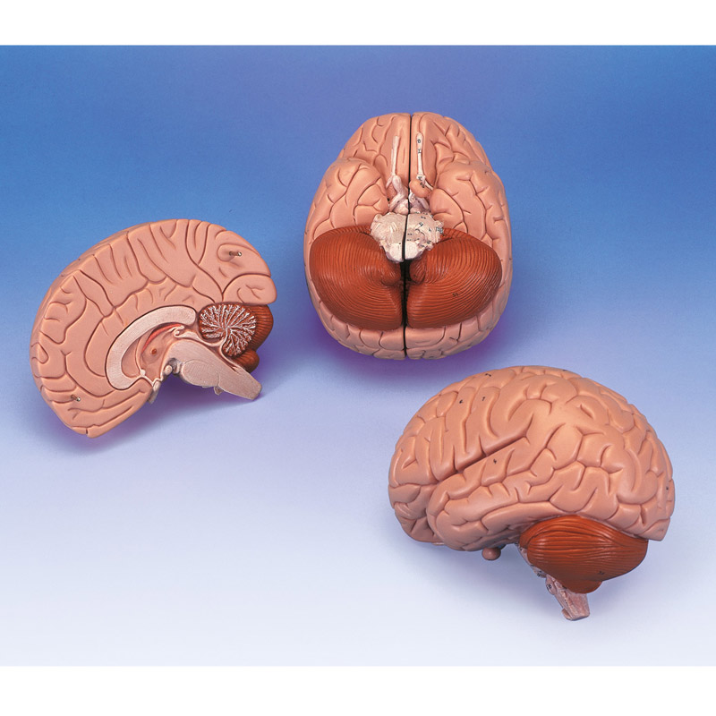Brain b